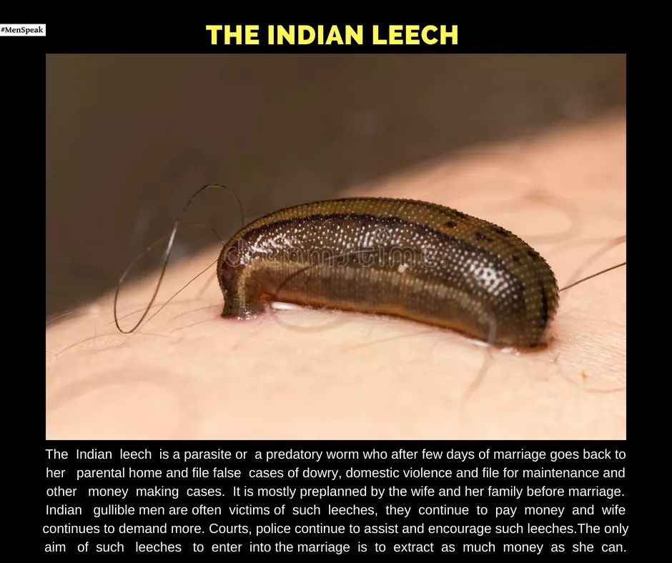 The Indian Leech